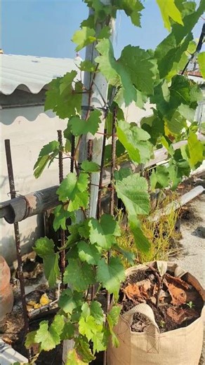 trans grape development 15032026 #grape #shorts #ultradap #magnesiumsulfate