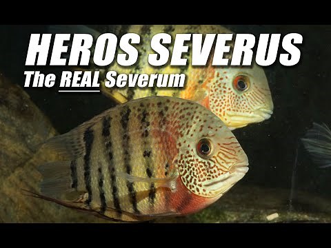 Species Spotlight | Heros Severus (Severum)