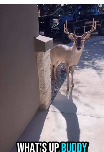 Whitetail Deer walks in House but I tried to give him @WAYS Energy #fyp #deer #mississippi #hunting #energydrink