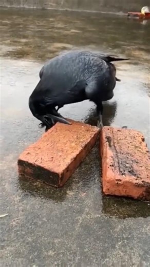 The smartness of a crow #shortsvideo