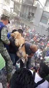 40K views · 1K shares | In the middle of so much tragedy after the earthquake that hit Mexico, some good news: a beautiful doggy was rescued from the rubble | Chica the doberman | Facebook