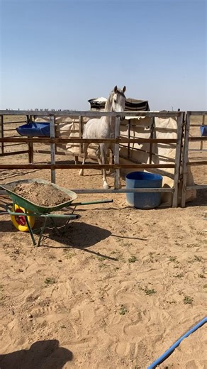 #خيل_وخياله🐎🖤ماشاءالله#اكسبلورexplor#خيل_وخياله🐎#الترند_بطريقتنا#اقوى_كويتيين#ممشى_الشمال#لايكات .