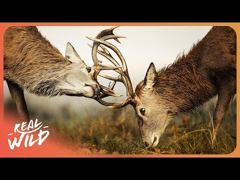 RARE DEER FIGHTS | A Battle For Survival | 4K