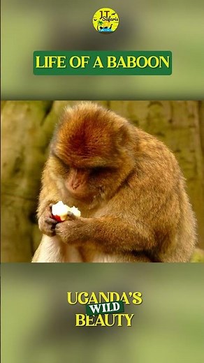 Life in the Wild: Watch These Playful Baboons in Action! 🐒🌿