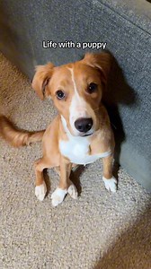Why are guilty dogs so funny | My Dogs Dope