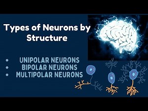 Types of Neurons | Unipolar, Bipolar, and Multipolar Neurons
