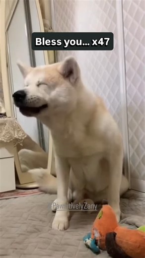 Pawsitively Zany on Instagram: "Bless these sneezy babies 💛🐶. #PawsitivelyZany #DogSneeze #FunnyDogs #PuppySneezes #DogReels #AnimalComedy #CuteAnimalsDaily #DailyLaughs #CutenessOverload #PetReels"