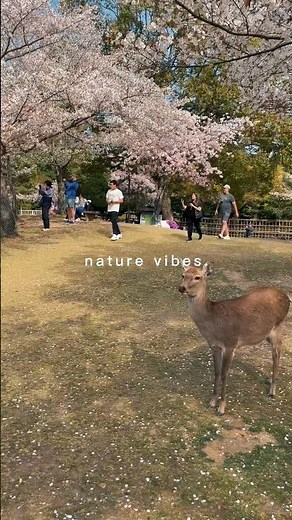 Best Places to See Sakura in Japan 🌸 Nara Deer & Kyoto Views 🇯🇵