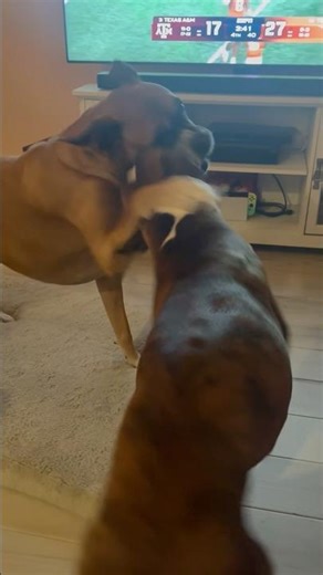Boxer dogs playing! #doggielife #shortvideo #boxerdog