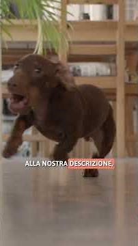 QUESTA È LA PERSONALITÀ DEI BASSOTTI! 🌭 #Bassotto #CORTO