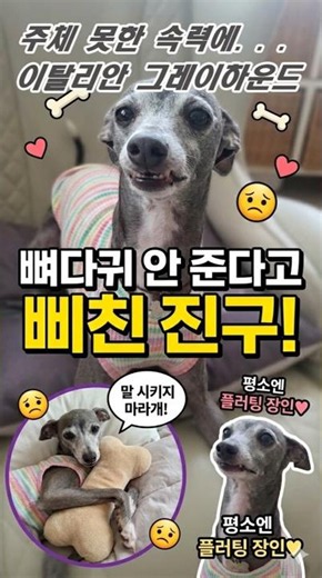 The real tantrum moment of Italian Greyhound 'Jingu', a master of flirting normally but merciless...