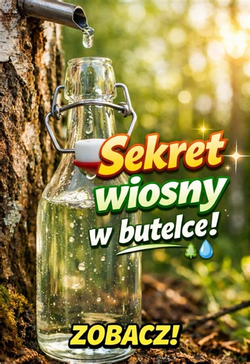 Sekret wiosny: sok z brzozy prosto z drzewa!