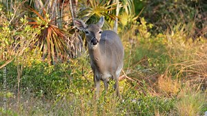 Key Deer are an endangered species that lives in the Florida Keys. In 1950 they were only 20-30 Key Deer left, but their current population is 700-800. They are the smallest deer in North American.