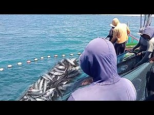 Pukat Cincin Tradisional, Begini Cara Nelayan Aceh Menangkap Ikan Tongkol