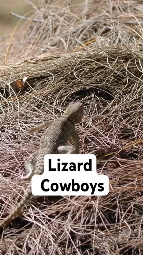 The surprising way people catch lizards 🤠#lizard