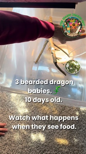 Crickets are NOT the best option for baby bearded dragons’ main protein source. Watch these 10-day-old hatchlings thrive on Dubia roaches.🐉💚 #BeardedDragonCare #ReptileTok #DubiaRoaches #ShaggyDragonHut #BeardedDragonBabies | The Shaggy Dragon Hut