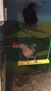 These two hens are competing to see who can swing the best...lol...chickens are so full of drama!! | Fowl Play Products