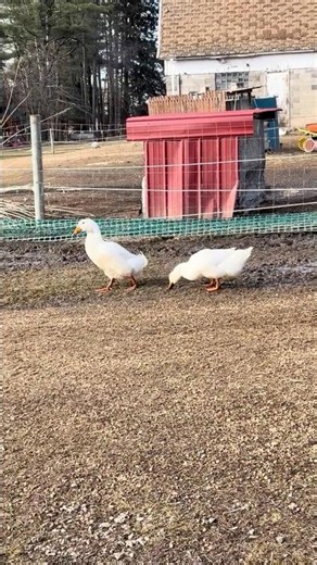 Mud bath! #duck #backyardchickens #backyardanimals #mudbath