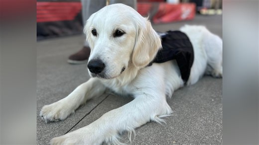 Meet Stella: Cincinnati Police introduce their first-ever therapy dog