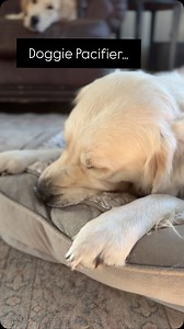 Anyone else’s dog use a bed or blankie as a pacifier? Roman has been doing this for what seems like forever. Any clue why dogs do this? | Integrity Golden Retrievers
