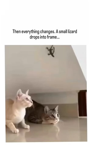 Peter on Instagram: "It starts with pure confidence 🐱👑 The cat sits tall, calm, and completely in charge — the kind of posture that screams this is my kingdom. Anyone who lives with cats knows the vibe: effortless dominance, zero doubt, full ownership of the room. Then everything changes. A small lizard drops into frame… and the royal composure vanishes instantly. In a split second, the cat shifts from majestic observer to full panic mode, jumping back as if reality just hit fast-forward. Anim