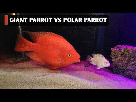 Giant Parrot Fish vs Polar Parrot!! Unexpected Attack! 😱🔥