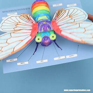 3D Cicada craft with anatomy labels—make it realistic or fabulously colourful! https://www.thecrafttrain.com/3d-cicada-craft/ | The Craft Train