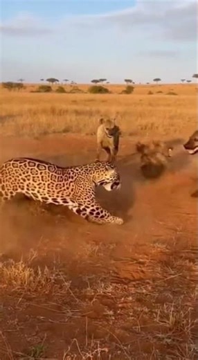 Gepard gegen Hyäne.#leopard