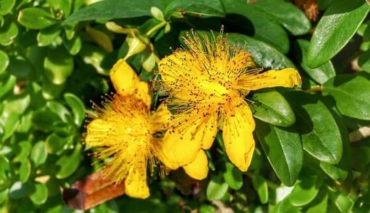 How to Plant, Grow, Harvest, and Use St. John’s Wort