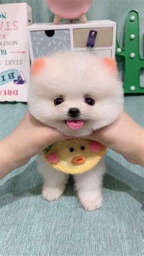 #Teacup Dog #Pomeranian #Pomeranian Shunsuke