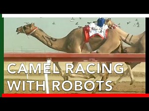 Camel Racing with ROBOT JOCKEYS in Abu Dhabi, UAE