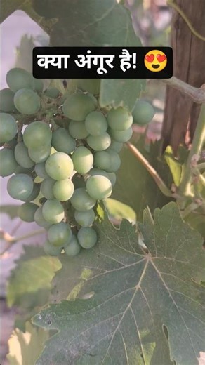 First time Fruiting in Grapes Plant 🍇♥️ #shorts #grape