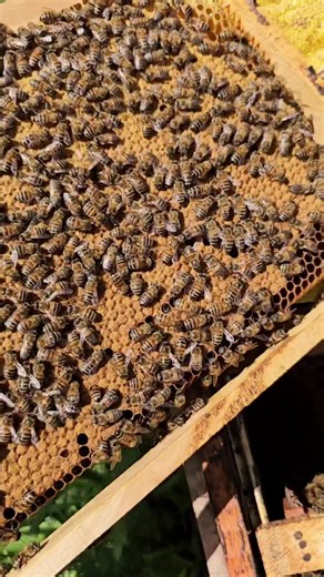 Understanding Bee Brood: Key to a Healthy Hive