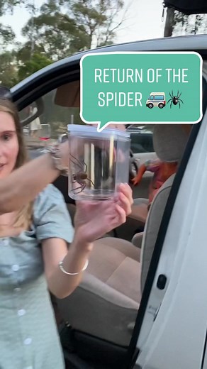 Huntsman Spider Invasion in Our Van!
