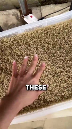 Essential Role of Crabs in Sustainable Rice Farming