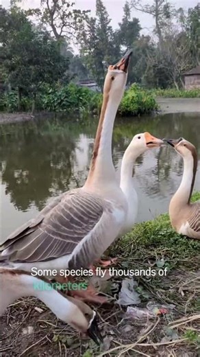 Goose #animal #wildlife #bird #shorts