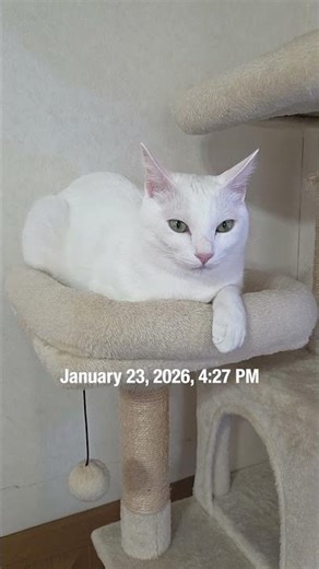 今のシロ。2026年1月23日 #猫 #保護猫 #猫のいる暮らし