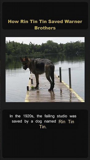🎬 How Rin Tin Tin Saved Warner Brothers 🐕 #Shorts