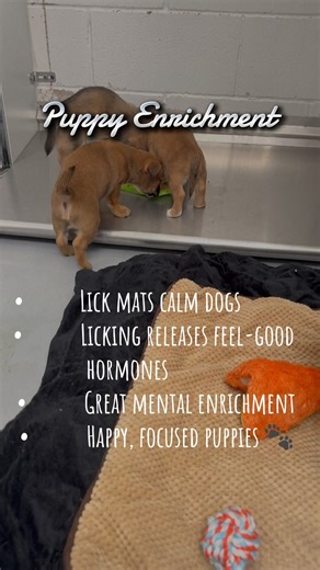 Why Lick Mats Are So Good for Puppies 🐾 | Hanukkah Litter at OK Humane