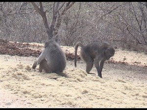 Baboon at 102 Yards, Crossbow Hunter, 2018