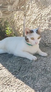 #Melody e l'ansia passione per il macellaio 🤣 #GattiDiRodia #vitadagatto #amorefelino | I Gatti di Rodia