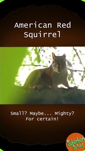 American Red Squirrel: Warriors of the Pines #animals #wildlife