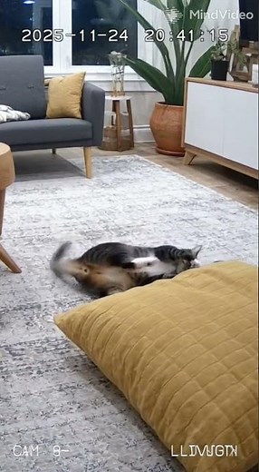 A funny video of a cat acting like a football player. #cowboys #cat #funny #football