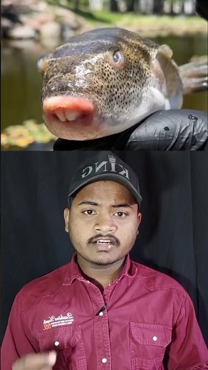 The World’s Most Dangerous Delicacy: Puffer Fish