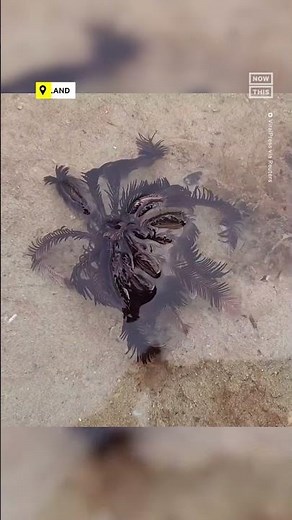 Have You Ever Seen This Feather-Like Marine Animal?