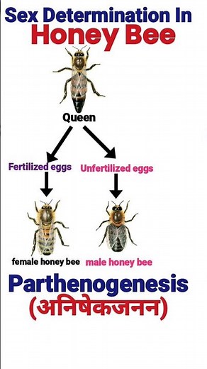 Sex Determination In Honey Bees | Principle Of Inheritance And Variation | Class 12 Biology