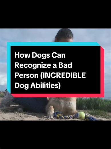 How Dogs Recognize Bad People and Their Abilities