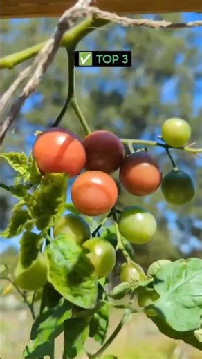 Top 3 Tomatoes… and 3 I’ll Never Grow Again