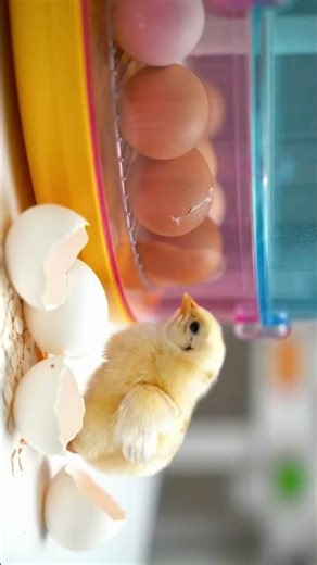 EGG INCUBATOR MACHINE #SHORTS