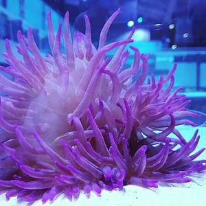 14 reactions | Purple long tentacle anemone (Macrodactyla doorenensis). This unusual purple colour is always popular. One of the easiest species of anemone to keep. Only 1 available. | Salty Revolution | Facebook